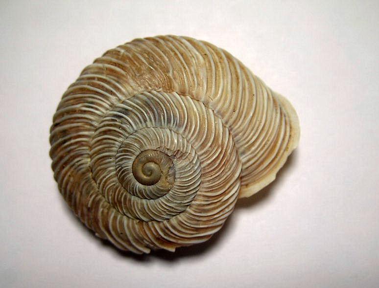 Chilostoma cingulatum gobanzi